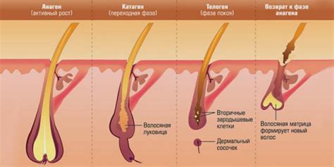 Факторы, влияющие на скорость роста волос