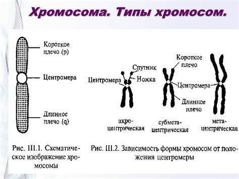 Факторы, способствующие удвоению хромосом