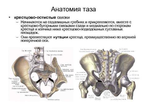 Факты и мифы о раздвигании костей таза при родах