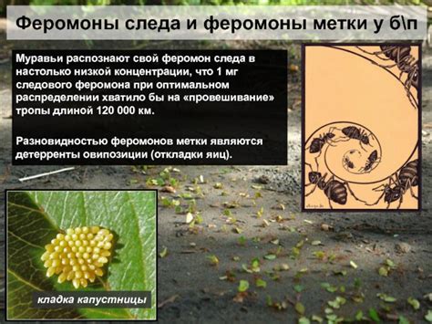 Феромоны и метки