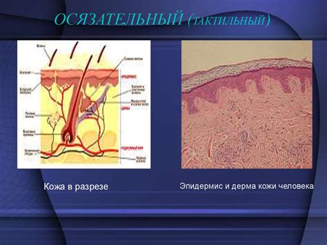 Физиологические аспекты восприятия прикосновений внутри матки