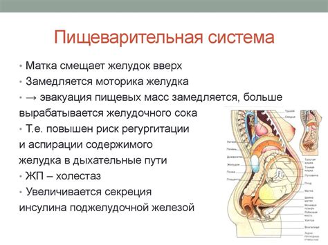 Физиологические изменения во время овуляции