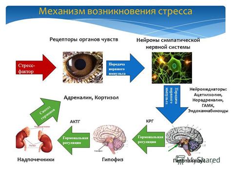 Физиологические механизмы повышения давления при стрессе