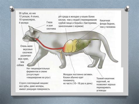 Физиологические особенности пищеварительной системы мышей и крыс