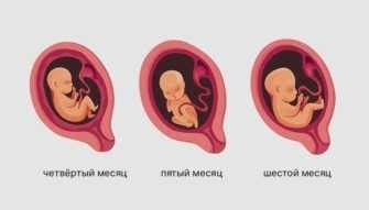 Физиологические особенности развития ребенка на 14-й неделе беременности