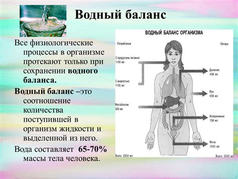 Физиологические процессы и энергетический баланс