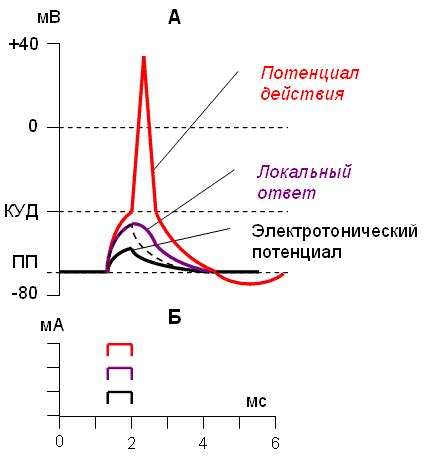 Физиологические проявления после эякуляции