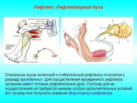 Физиологические рефлексы