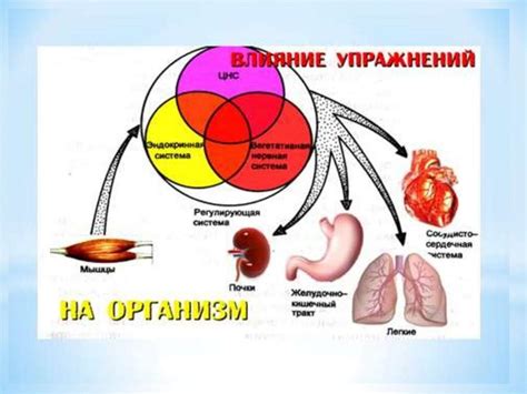 Физиологические функции хвостового отдела