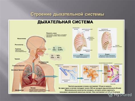 Физиологический механизм: как дыхательная недостаточность влияет на равновесие?