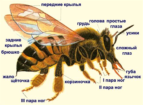 Физиологический механизм погибели пчелы