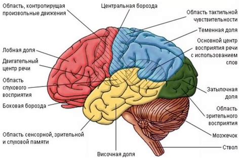 Физиология и возможности человеческого мозга