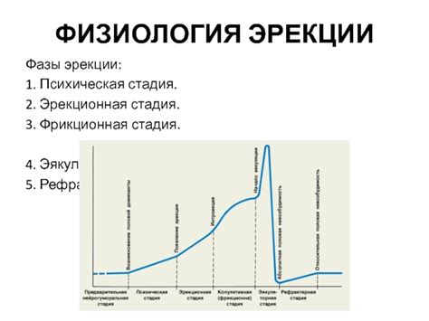 Физиология эрекции