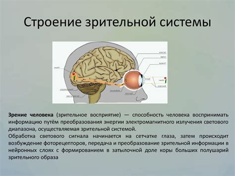 Физическая активность: как помочь зрительному нерву