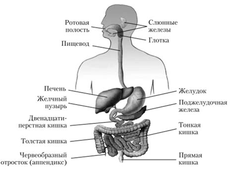 Физическая активность и пищеварительная система