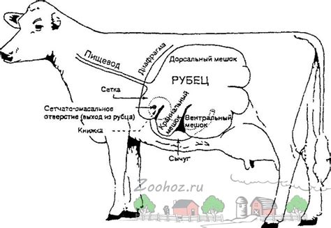 Физические изменения у коровы