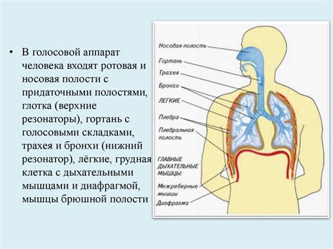 Физические параметры и голос