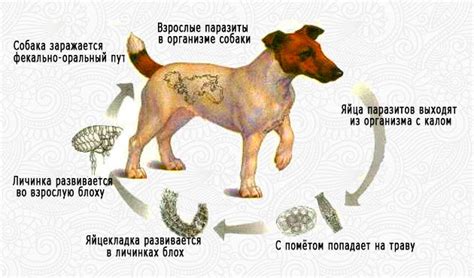 Физические проявления гельминтоза