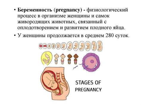 Физическое развитие плода