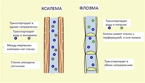 Флоэма и ксилема для транспорта