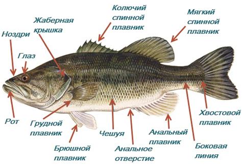 Форма и функции языка у рыб