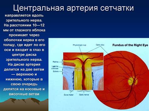 Формирование зрительного аппарата