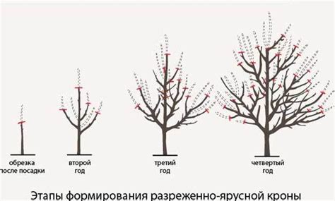 Формирование крона