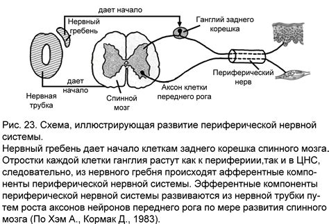 Формирование нервной системы