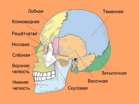 Формирование черепа