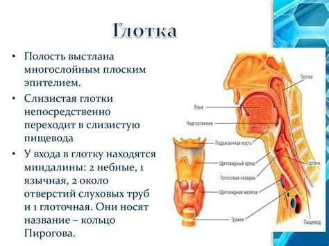 Функции горла