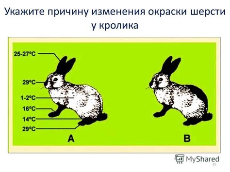 Функции изменения окраски у зверей