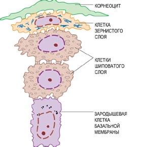 Функции клеток в роговом слое