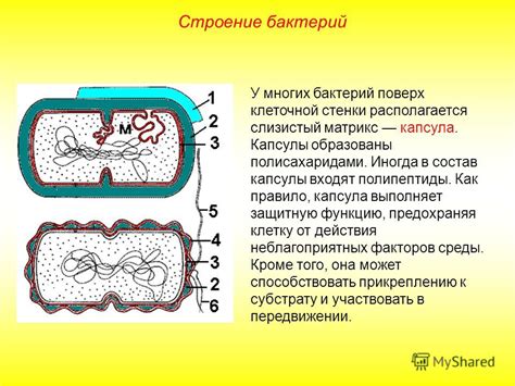 Функции клеточной стенки у бактерий