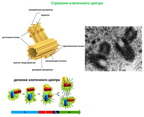Функции клеточных центриолей