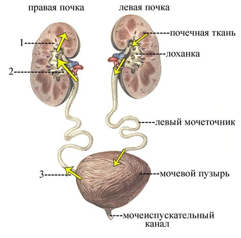 Функции мочевыделительной системы