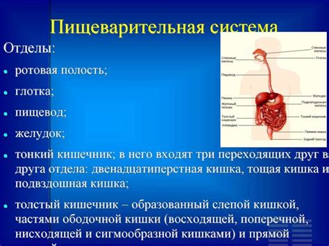 Функции пищеварительной системы