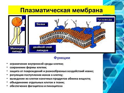 Функции плазматической мембраны у прокариотов