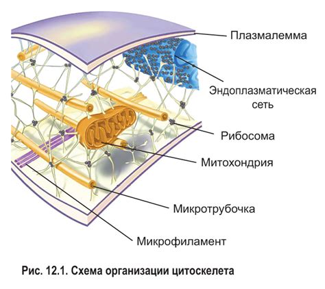 Функции цитоскелета