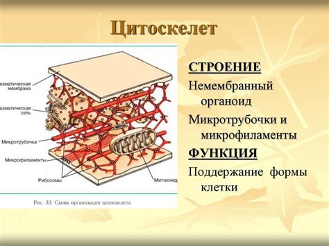 Функции цитоскелета грибной клетки