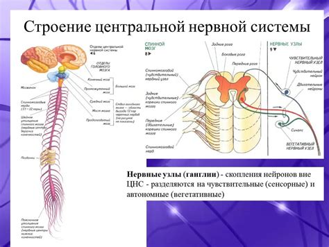 Функционирование нервной системы