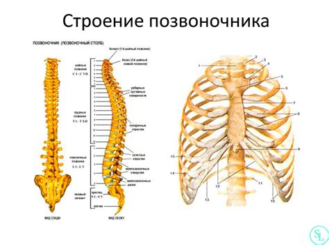 Хвост человека: структура и функции хвостового отдела