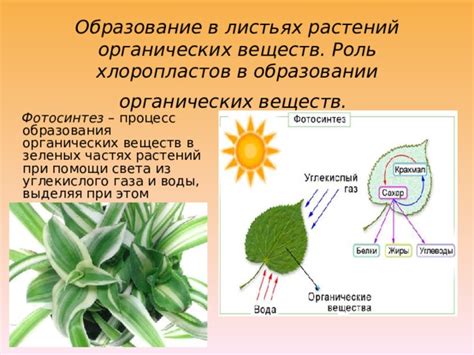 Химические процессы в листьях и их роль в изменении цвета