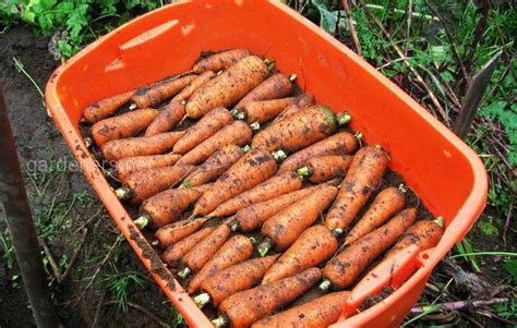 Хранение моркови в погребе