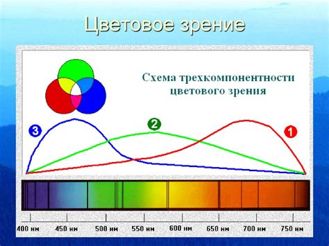 Цветовое зрение