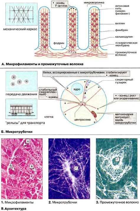 Цитоскелет в клетках растений