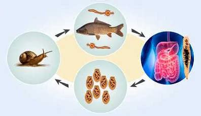 Чем опасен описторхоз для человека