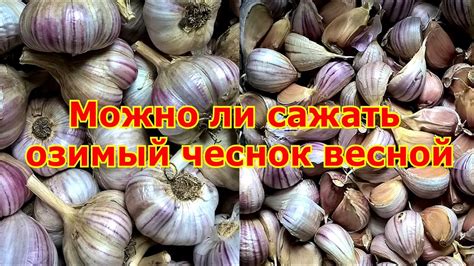 Чеснок без шелухи: можно ли его сажать?