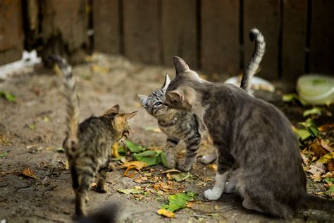 Что говорит закон о похоронах кошек?