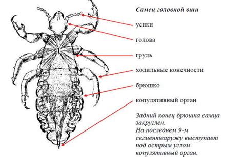 Что делать, если вы подозреваете заражение вшами после окрашивания волос