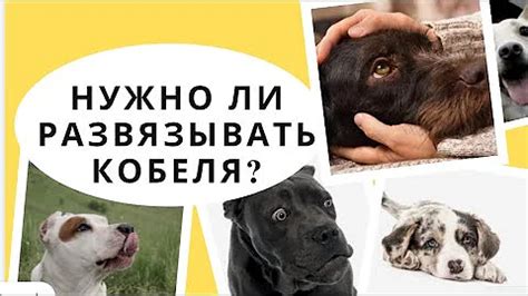 Что делать, если два кобеля все же не могут жить вместе?